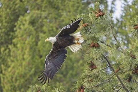 Bald eagle flies from branch. Stock Photos