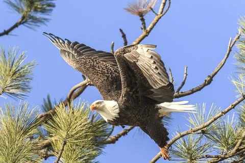 Bald eagle flies from branch. Stock Photos