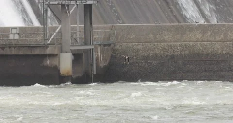 Bald Eagle Flies in to Catch a Fish, Conowingo, Maryland, USA - 31 Mar 2021 Stock Footage 205346631