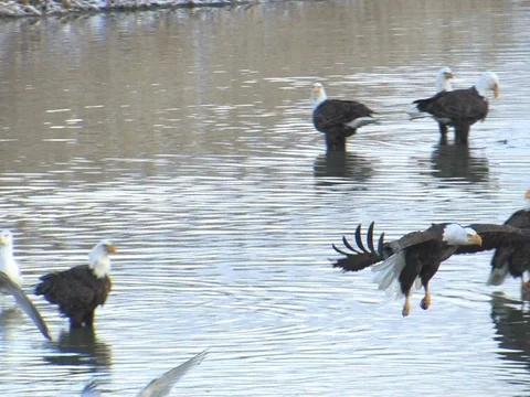 Bald Eagle flies fast and low L to R &amp; Lands in Reeds Stock Footage 124513967