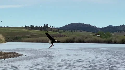 Bald eagle flies with a fish in his talons across the Missouri River  Stock Footage 145977175