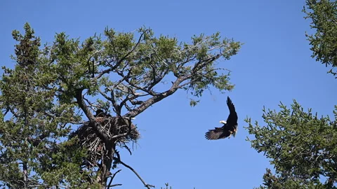 Bald eagle flies to nest with fish, zoom, slow motion, 4k Stock Footage 278755092