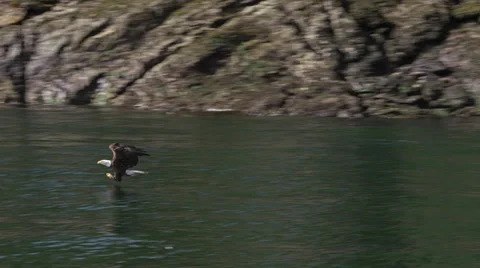 A bald eagle flies over water, touches down and flies away in Ketchican, AK Stock Footage 36295736