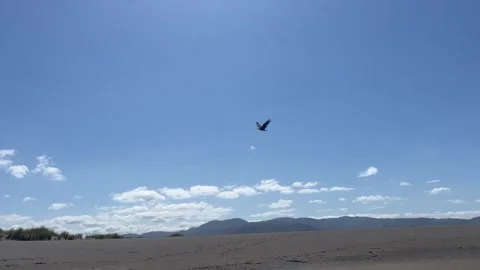 Bald Eagle flies overhead along the Oregon Coast beach Stock Footage 329453521