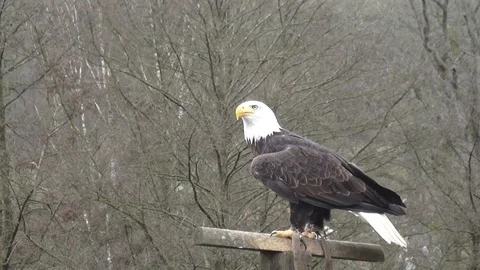 The bald eagle flies to a post and lands on it Video stock 89753399
