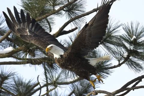 Bald eagle flies from tree branch in north Idaho. Stock Photos