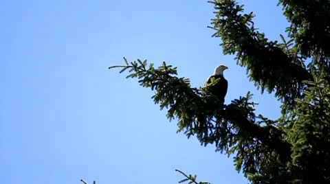Bald eagle flies from tree Stock Footage 10746630