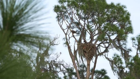 Bald Eagle Flies from Tree Holding Nest to Other Tree, 4K Stock Footage 71984222