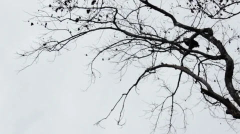 Bald Eagle Flies From Tree Over River Stock Footage 46126267