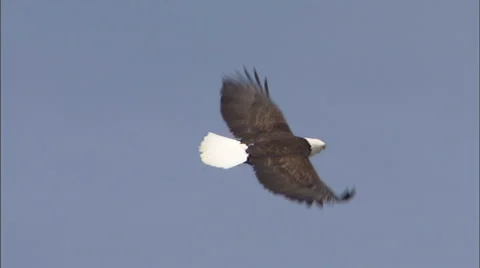 Bald Eagle in Flight 12 Stock Footage 885508