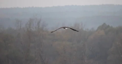Bald Eagle in flight, 4K slomo close Stock Footage 166175835
