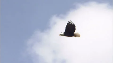 Bald Eagle in Flight 7 Stock Footage 885493