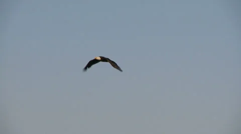 Bald Eagle In Flight, Bird, Birds, Fly, Flying Stock Footage