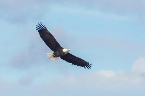 Bald Eagle in flight with blue sky and clouds in the background Stock Photos