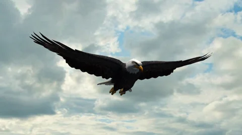 Bald Eagle Flight Close-Up tracking shot Stock-Footage 36783916
