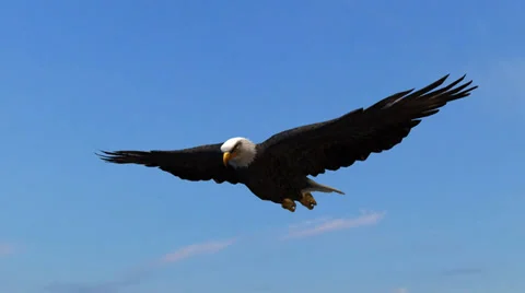 Bald Eagle Flight Close-Up tracking shot Stockbeeldmateriaal 36784680