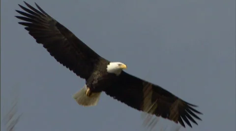 Bald Eagle Flight Closeup Slomo 29.97 Stock Footage