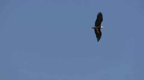 A Bald Eagle In Flight Dives and Catches a Fish Vidéo 64300628