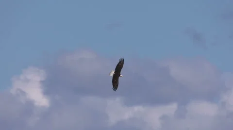 A Bald Eagle In Flight Dives and Catches a Fish Vidéo 64300794