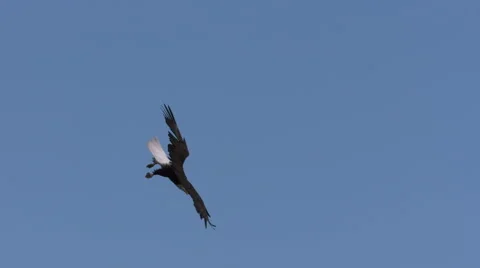 A Bald Eagle In Flight Dives and Catches a Fish Vidéo 64301421