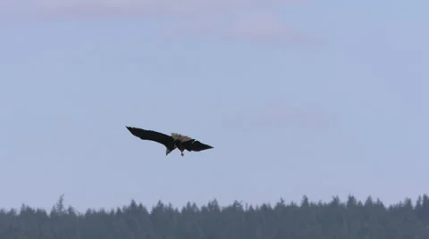 Bald Eagle In Flight Dives and Catches a Fish Stock-Footage 64577261