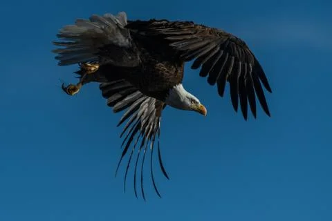 Bald eagle in flight eagles flying Stock Photos