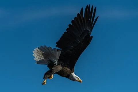 Bald eagle in flight eagles flying Stock Photos