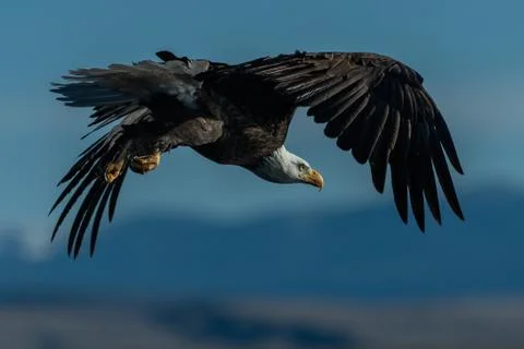 Bald eagle in flight eagles flying Stock Photos