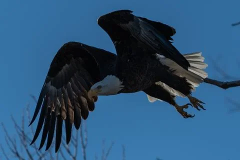Bald eagle in flight eagles flying Stock Photos