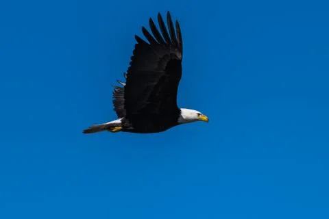 Bald eagle in flight eagles flying Stock Photos