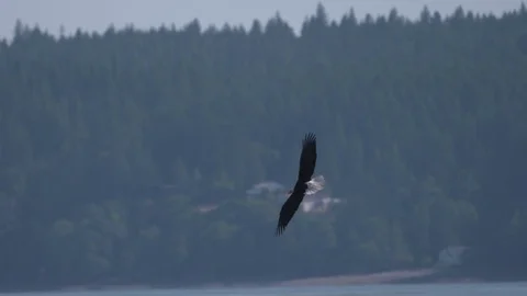 Bald Eagle In Flight, Fishing Stock Footage
