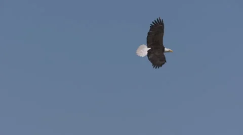 Bald Eagle In Flight, Fly, Flying, and Diving Vídeos de archivo 64300859
