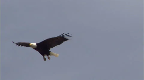 Bald Eagle in Flight  Stock Footage