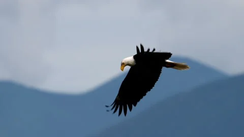 Bald Eagle In Flight Vidéo 154213293