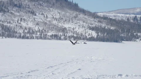 Bald Eagle in Flight Stock Footage 240316609