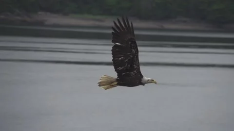 Bald eagle in flight Video stock 247281488