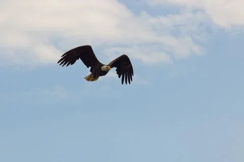 A bald eagle in flight high overhead. Foto stock