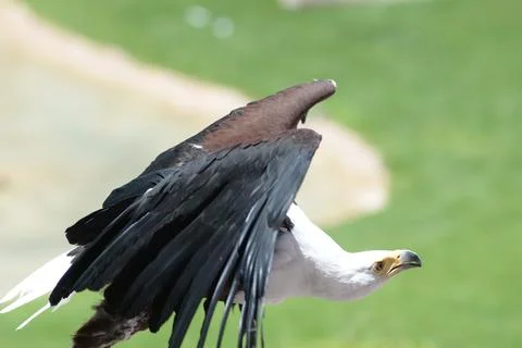 A bald eagle in flight hunts over a field, close-up of a beautiful wingspan a Stock Photos