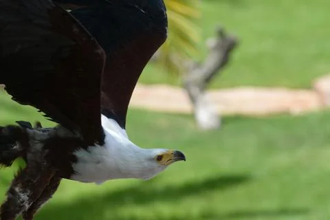 A bald eagle in flight hunts over a field, close-up of a beautiful wingspan a Stock Photos