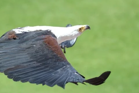 A bald eagle in flight hunts over a field, close-up of a beautiful wingspan a Stock Photos