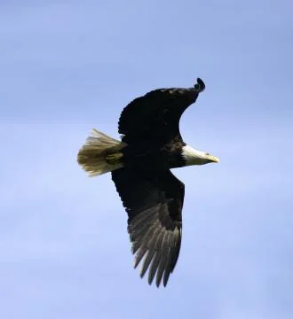 Bald eagle in flight, ii Stock Photos