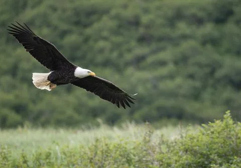 Bald eagle in flight at McNeil River 스톡 사진
