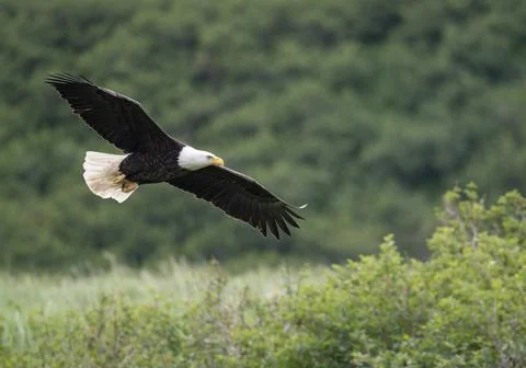 Bald eagle in flight at McNeil River Stock-Fotos
