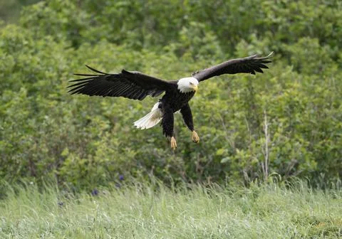 Bald eagle in flight at McNeil River Stock-Fotos