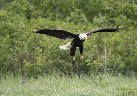 Bald eagle in flight at McNeil River Fotos de archivo