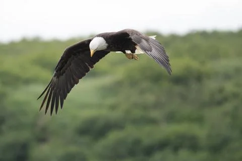 Bald eagle in flight at McNeil River Stock-Fotos
