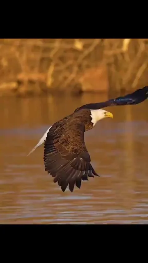Bald eagle in flight over natural water body Video stock 341652752