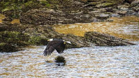 Bald Eagle in Flight over the Ocean near Sunset with Rocky Shoreline Stock Photos