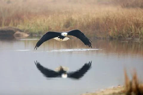 Bald eagle in flight over pond with reflection showing in water, Alaska. Hali Stock Photos