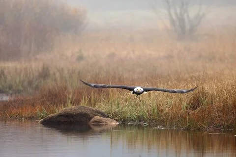 Bald eagle in flight over pond with reflection showing in water, Alaska. Hali Stockfoto's